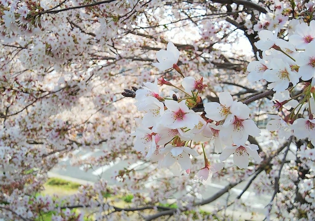 東広島市の桜満開の写真