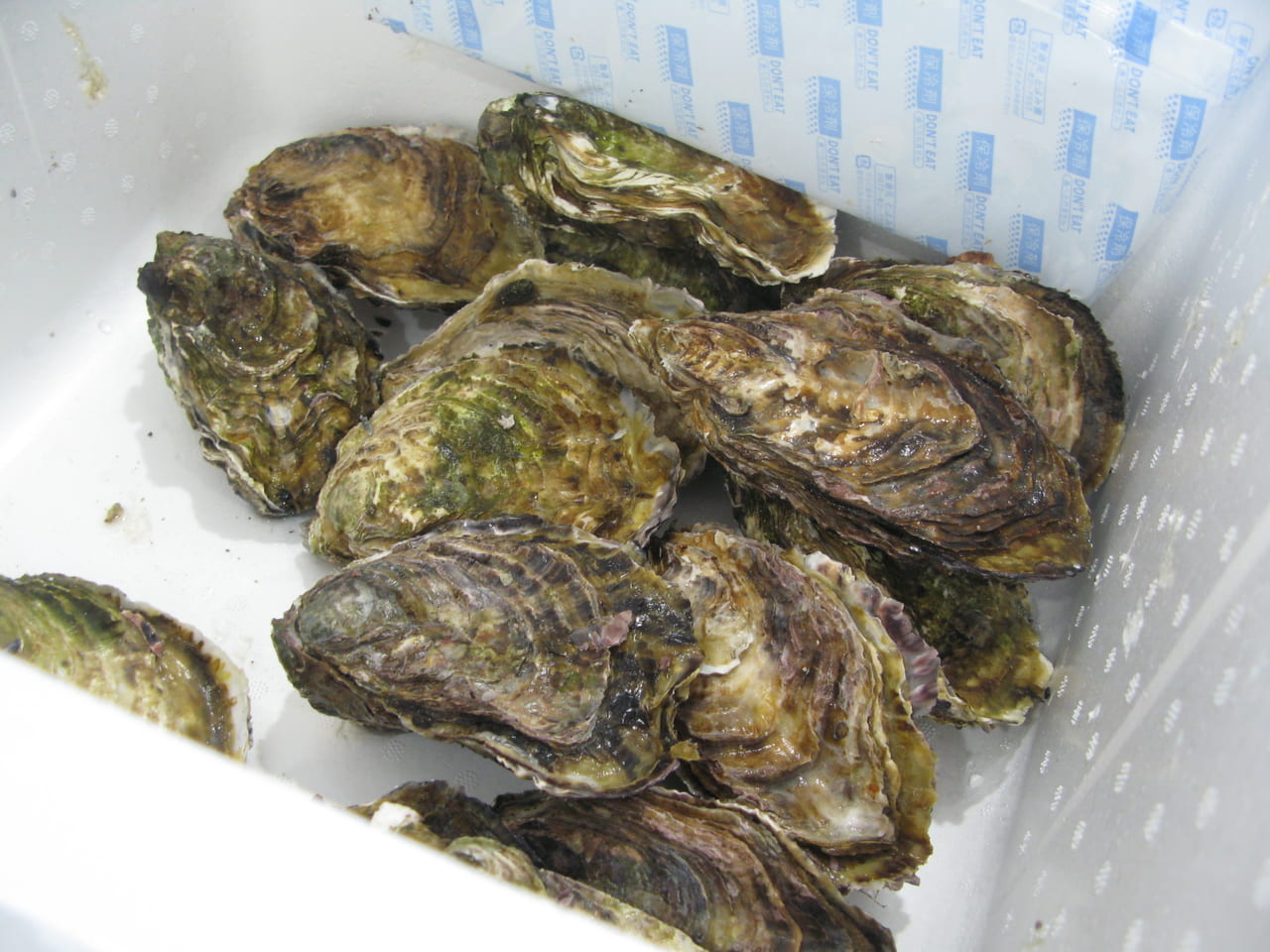 東広島市 新鮮で美味しい 安芸津の生牡蠣 が東広島市役所で直売していましたよ 次回はいつ 号外net 東広島市