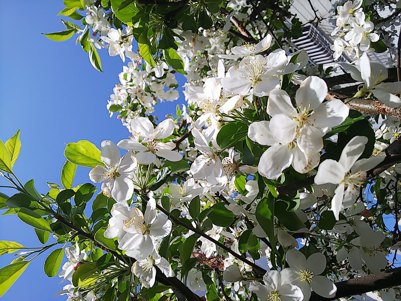 東広島市の林檎の花