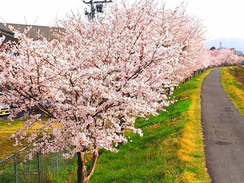 東広島市の桜並木