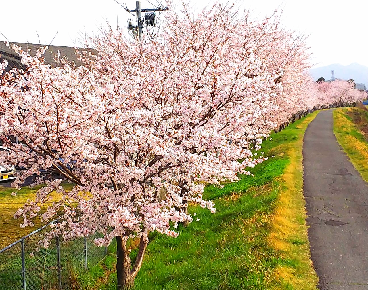 東広島市の桜並木