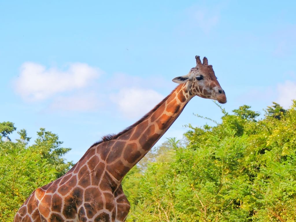 動物園のイメージ写真