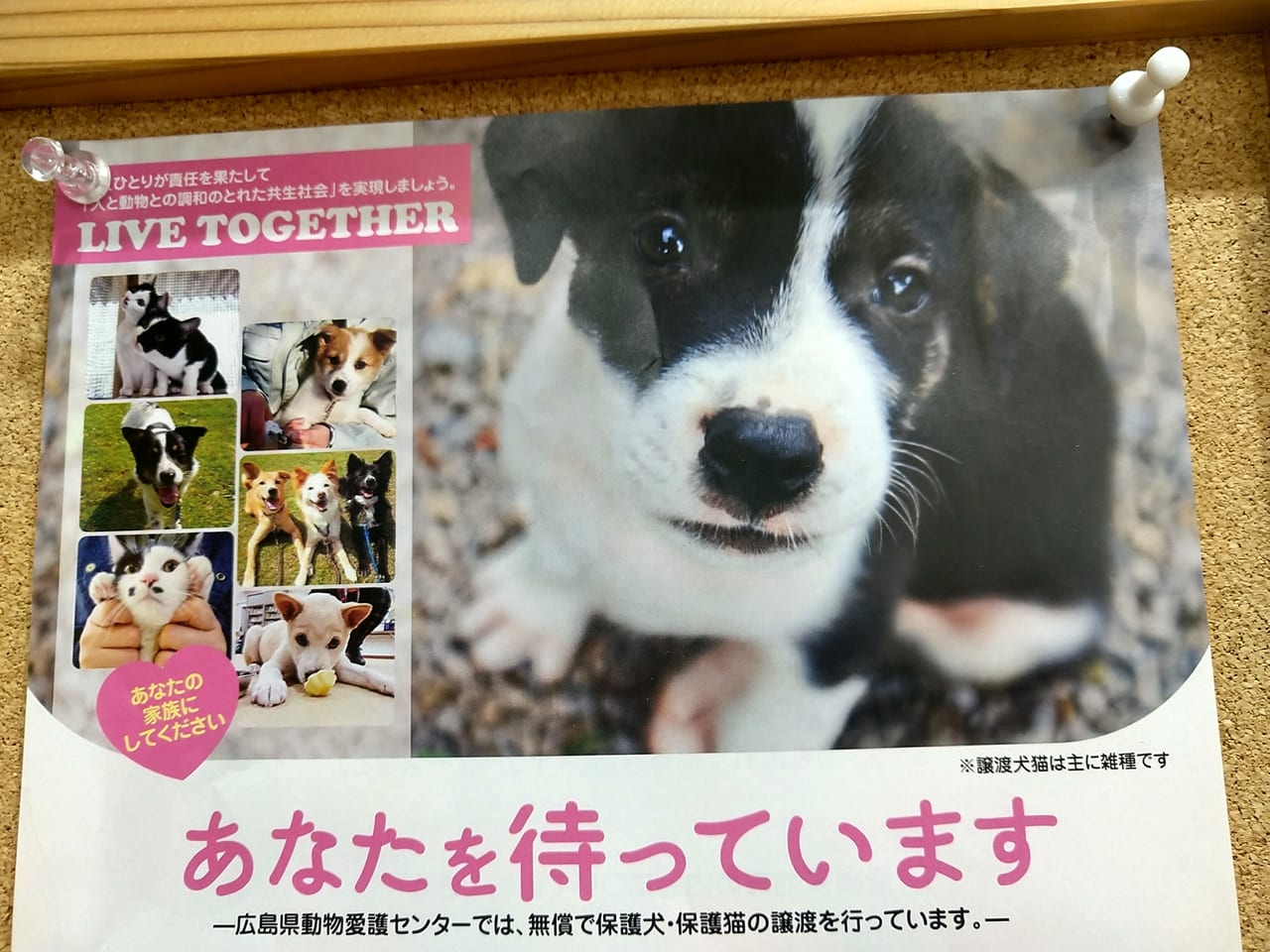 東広島市 広島県動物愛護センター が 無償で保護犬 猫の譲渡 譲渡講習会 をご存知ですか 号外net 東広島市