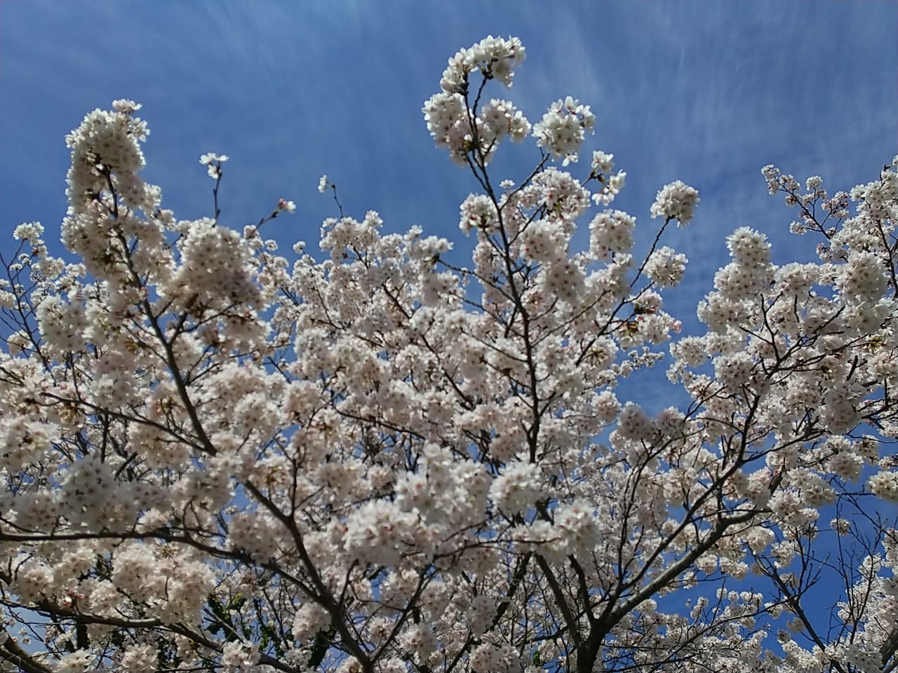 水軍の郷の桜