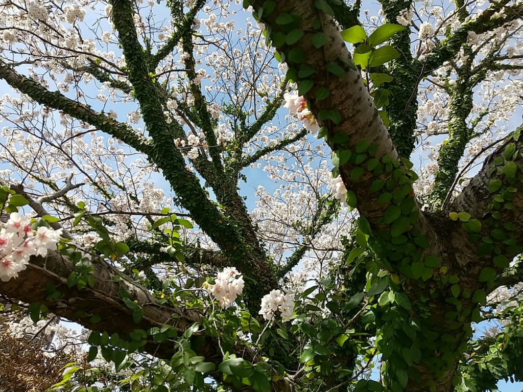 桜