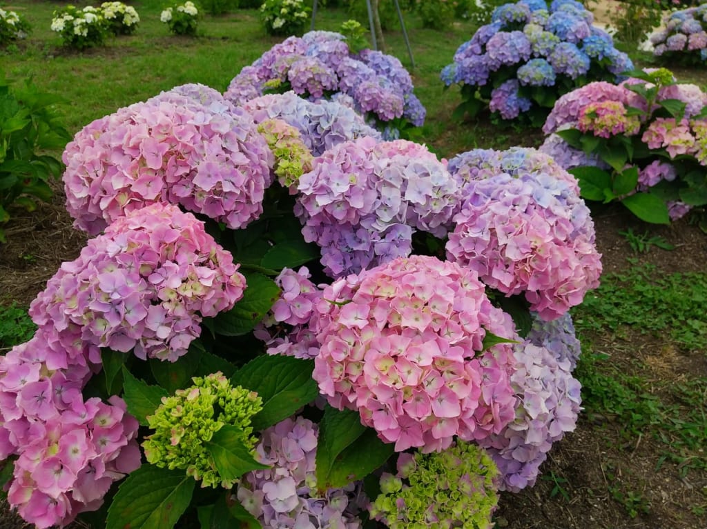 あじさいとタチアオイの丘 - 「花夢の里」世羅高原農場