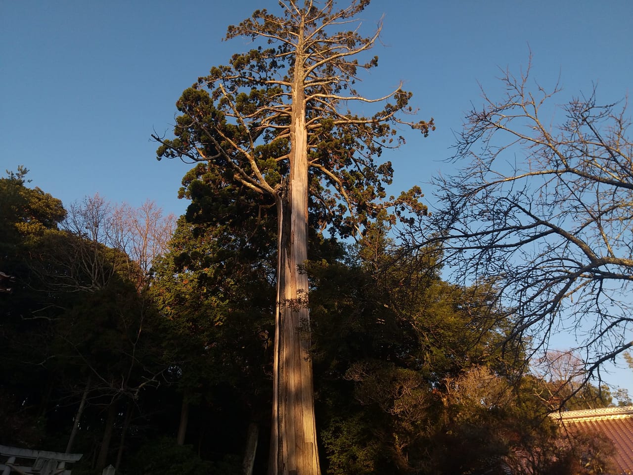 福成寺の夫婦杉