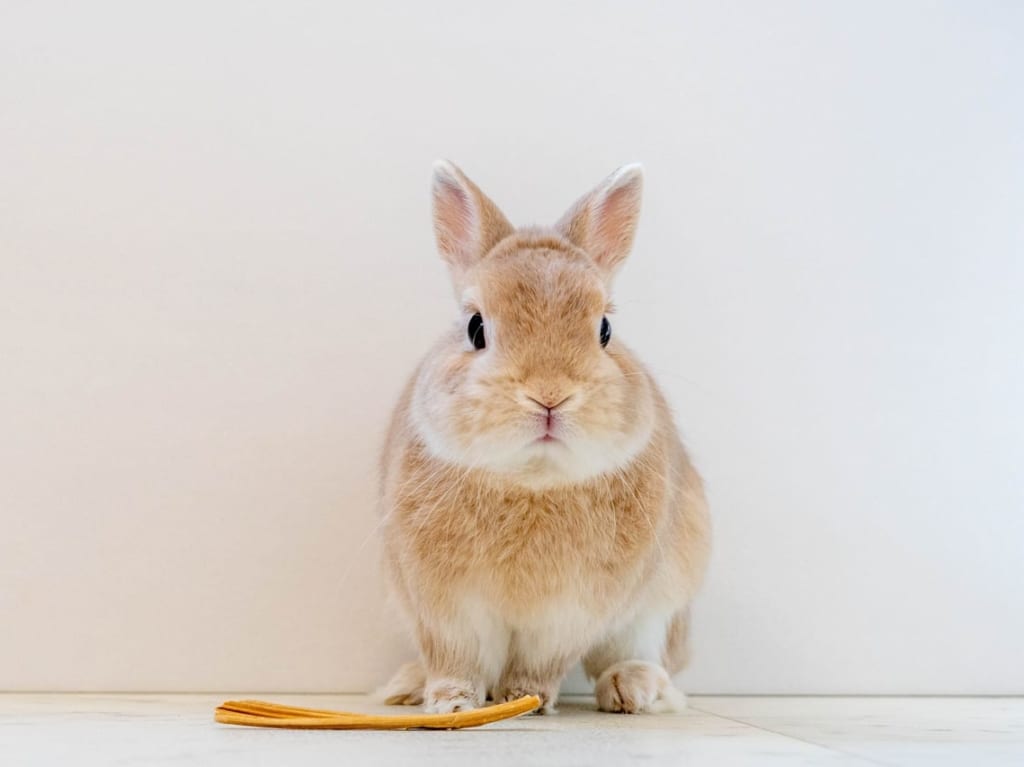 うさぎのイメージ写真