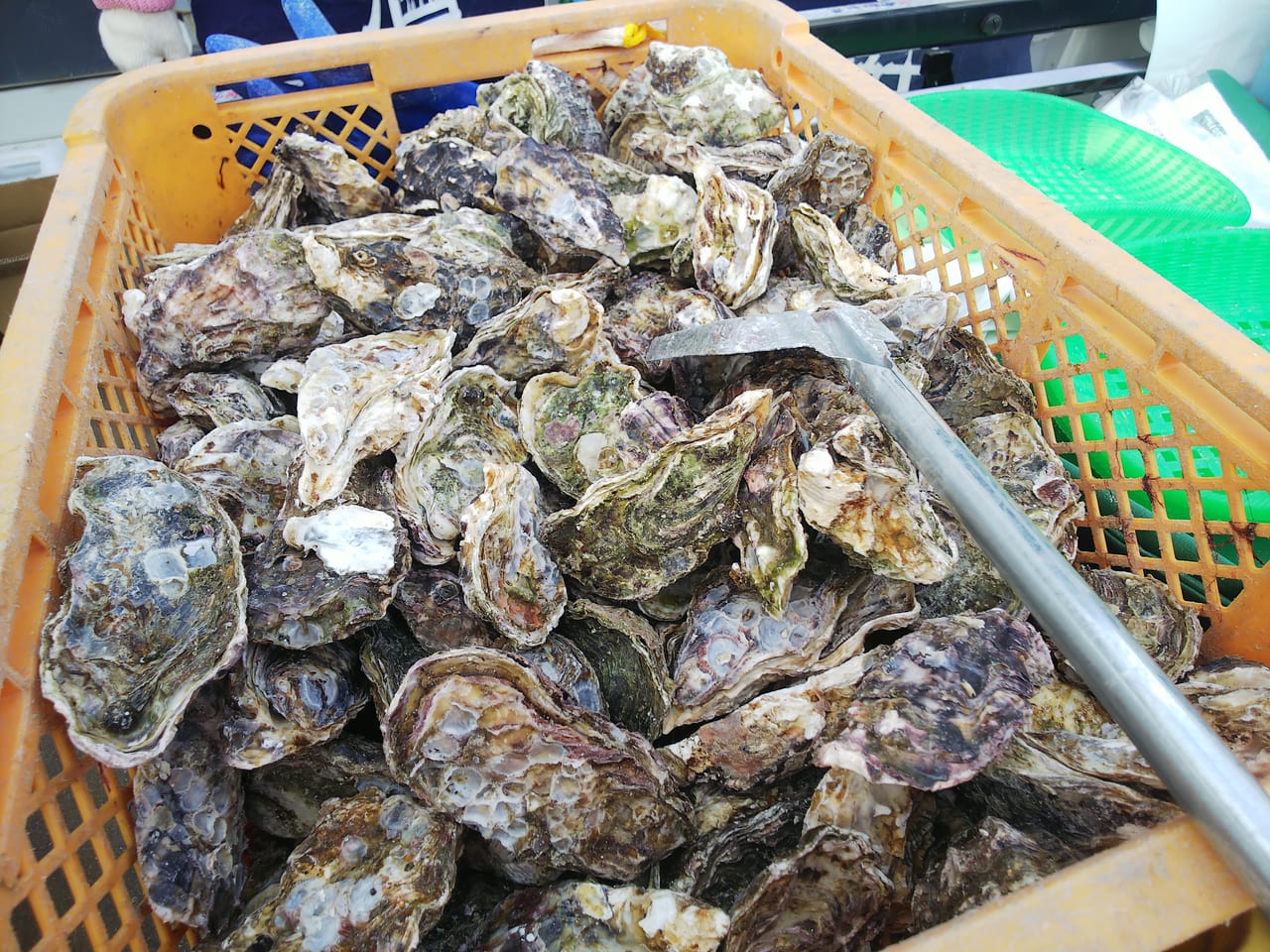 安芸津から直送新鮮カキのすくい取りが楽しめる！「東広島 牡蠣とジビエと地酒まつり」（西条駅前にぎわい広場）