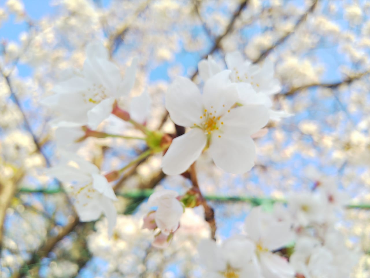 桜が咲いてきれいな西条中央公園（テニスコート側）の様子