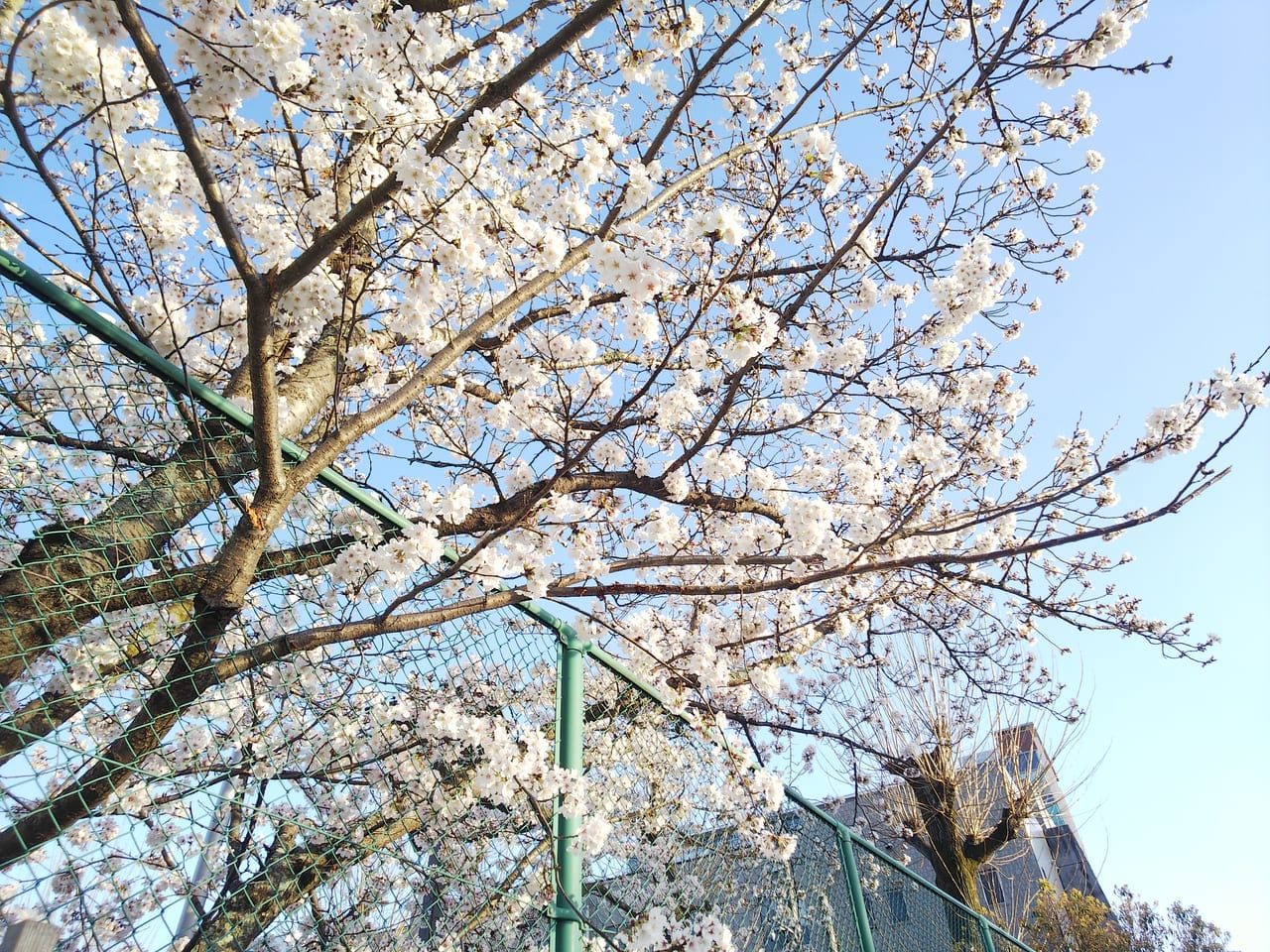西条中央公園（テニスコート側）の桜がきれい
