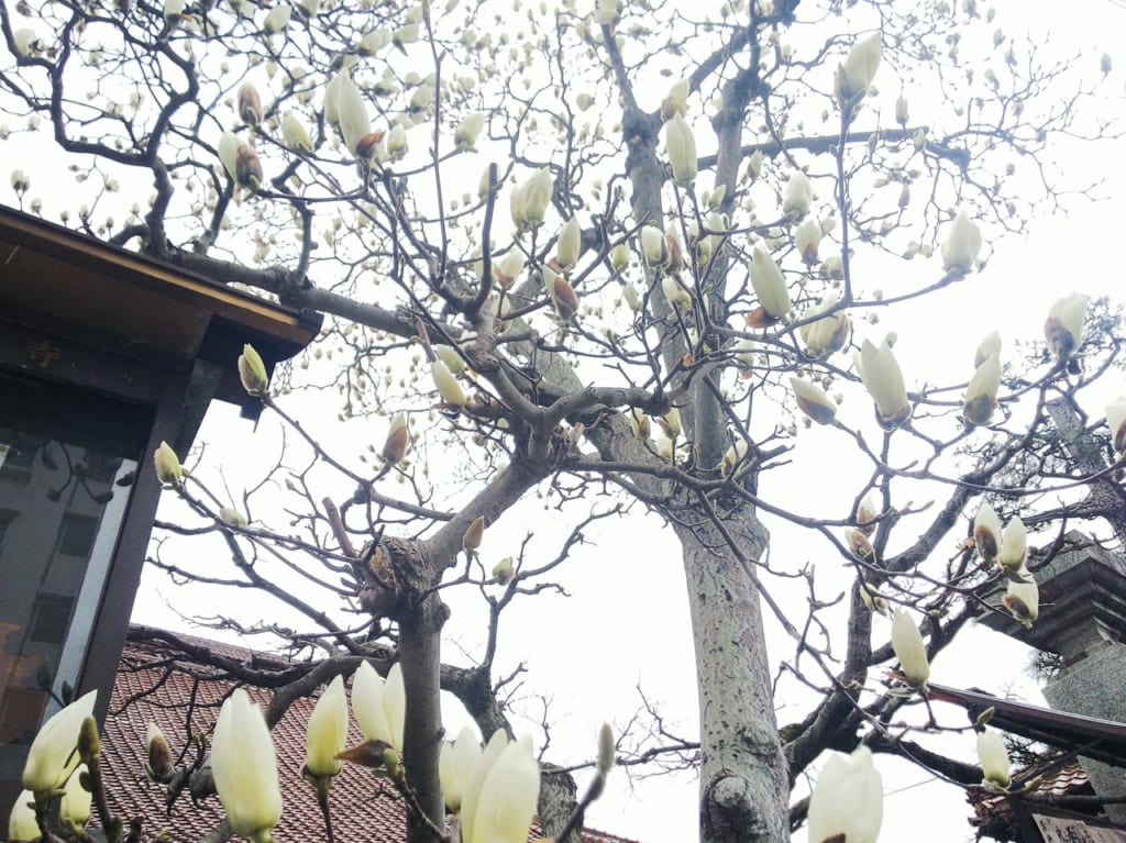 白木蓮が美しい。東広島市西条西本町にある真光寺。