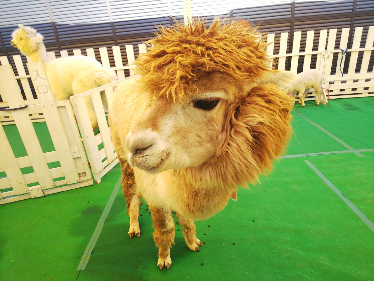 東広島ハウジングフェアのイベント「ふれあい動物園」