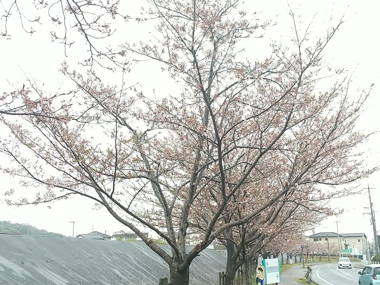 大沢田池周辺の桜並木
