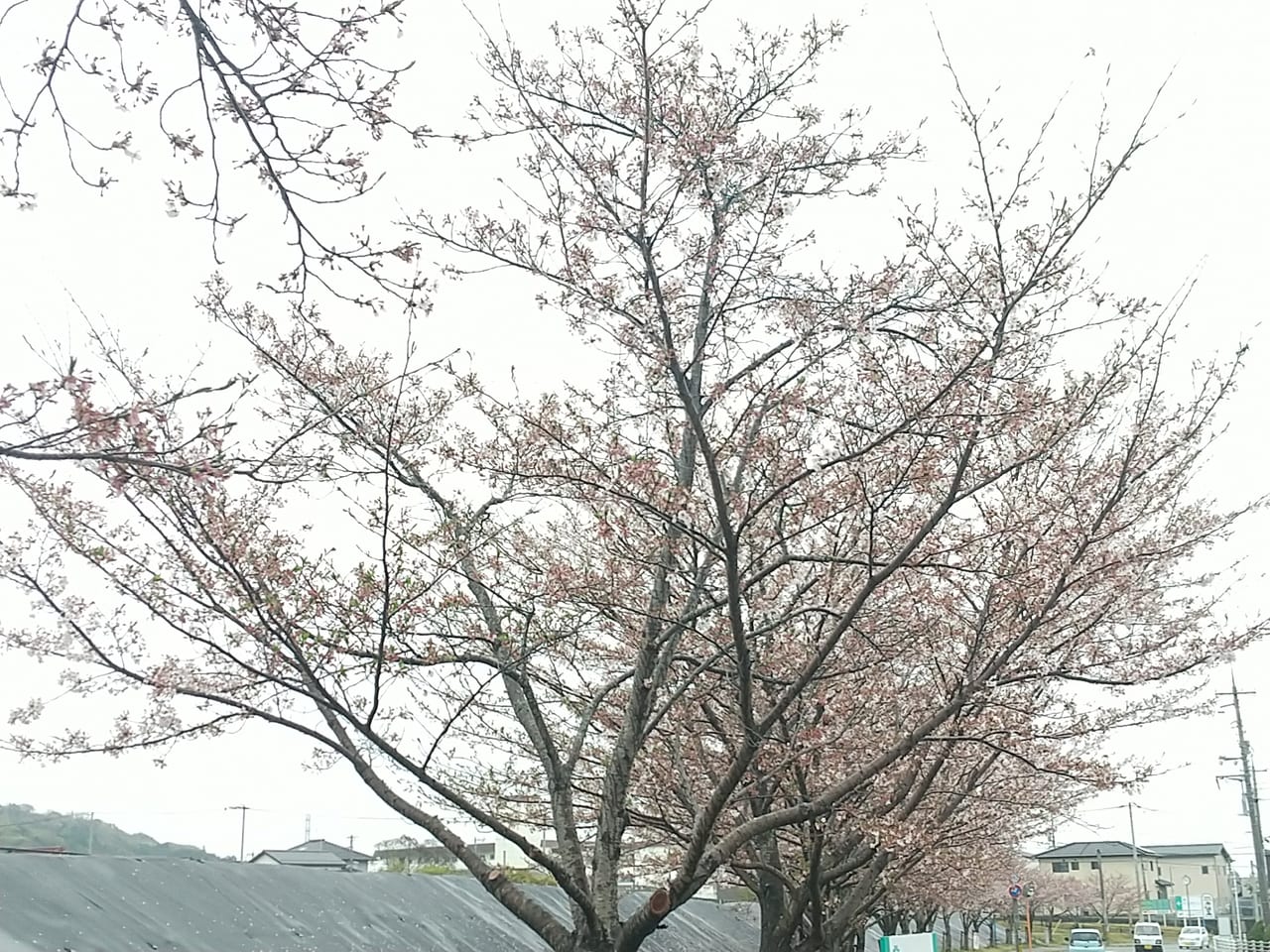 大沢田池周辺の桜並木