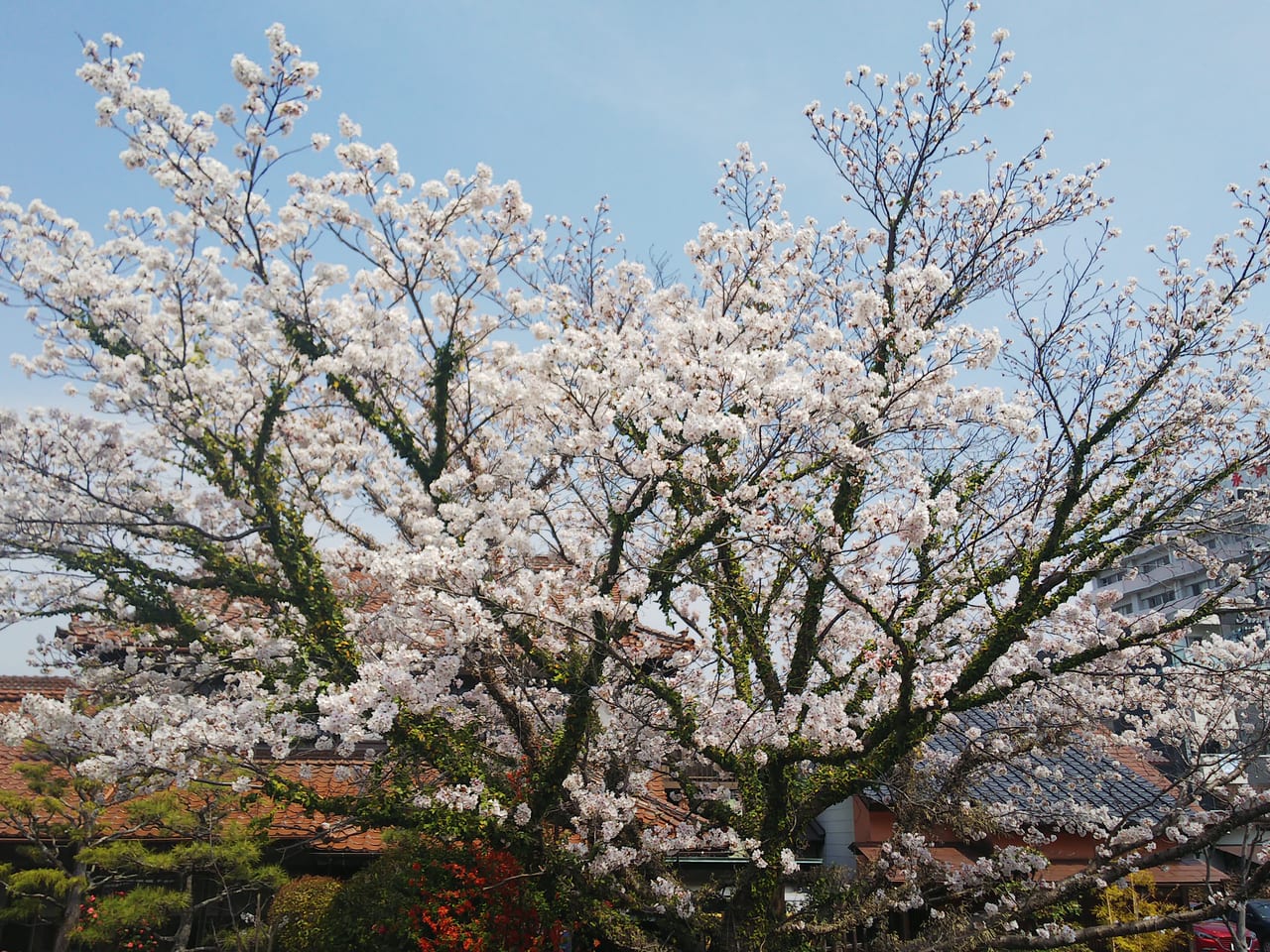 桜が綺麗。「水軍の郷 - 東広島市西条 活けす料理」