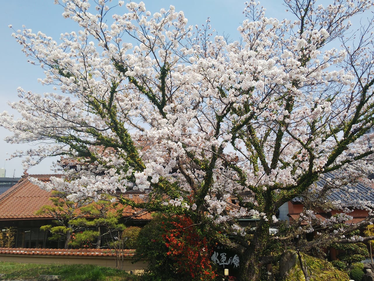 桜が綺麗。「水軍の郷 - 東広島市西条 活けす料理」